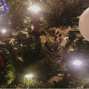 Meet your Posher, Dori